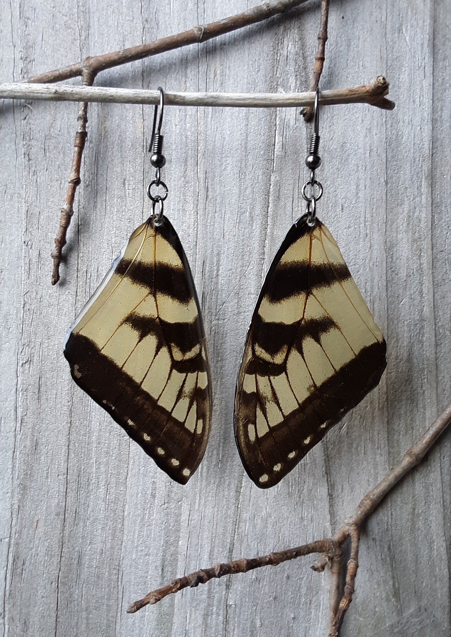 Eastern Tiger Swallowtail
